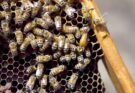 Medidas sanitarias para prevenir el ingreso del pequeño escarabajo de las colmenas